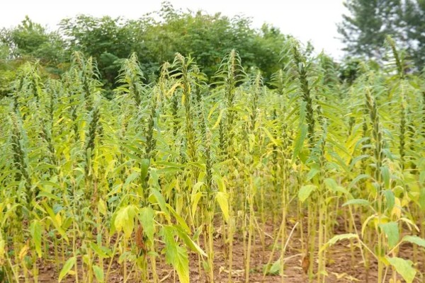 芝麻简介，是一年生直立草本植物