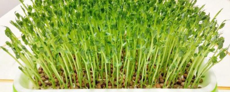 芽苗菜的种植方法，每天喷水2次