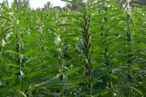 芝麻简介，是一年生直立草本植物