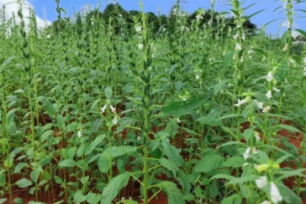 芝麻简介，是一年生直立草本植物