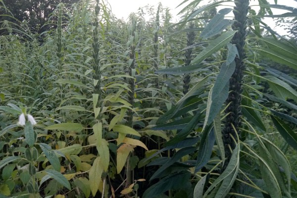 芝麻简介，是一年生直立草本植物