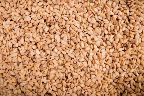 芝麻简介，是一年生直立草本植物