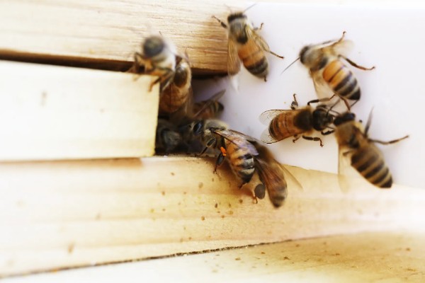 冬天蜂群失王怎么处理,可以并入他群