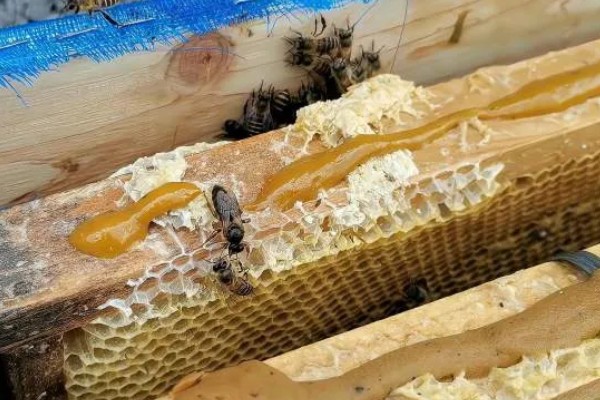 冬天蜂群失王怎么处理,可以并入他群