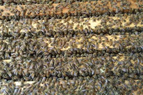 冬天蜂群失王怎么处理,可以并入他群
