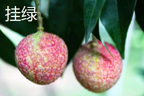 荔枝是几月的水果，是4-7月份的水果