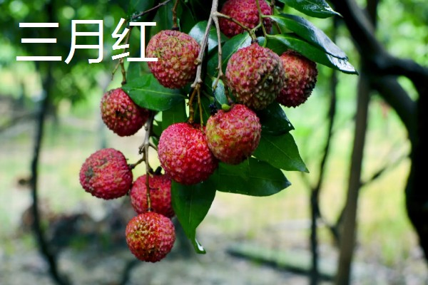 荔枝是几月的水果，是4-7月份的水果