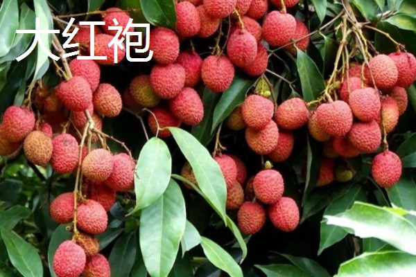 荔枝是几月的水果，是4-7月份的水果