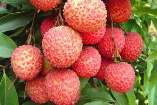 荔枝是几月的水果，是4-7月份的水果