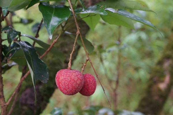 荔枝是几月的水果，是4-7月份的水果