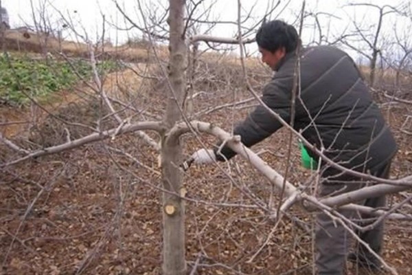 苹果树结果后修剪的原因,能起到预防衰老、促进光合作用等效果