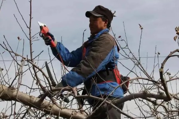 苹果树结果后修剪的原因,能起到预防衰老、促进光合作用等效果