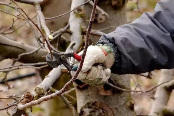 苹果树结果后修剪的原因,能起到预防衰老、促进光合作用等效果