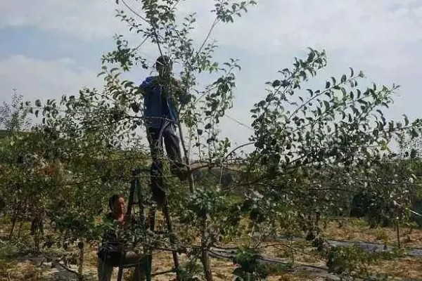 苹果树结果后修剪的原因,能起到预防衰老、促进光合作用等效果