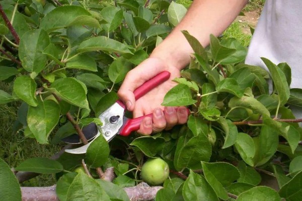 苹果树结果后修剪的原因,能起到预防衰老、促进光合作用等效果