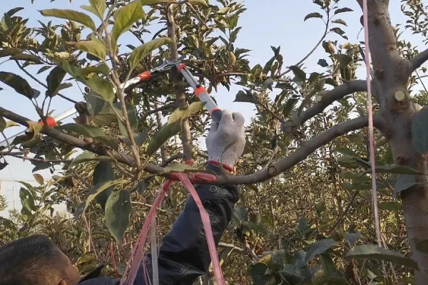 苹果树结果后修剪的原因,能起到预防衰老、促进光合作用等效果