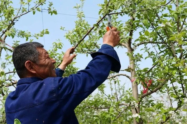 苹果树结果后修剪的原因,能起到预防衰老、促进光合作用等效果