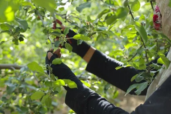 苹果树结果后修剪的原因,能起到预防衰老、促进光合作用等效果