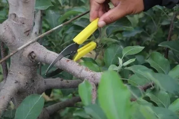 苹果树结果后修剪的原因,能起到预防衰老、促进光合作用等效果