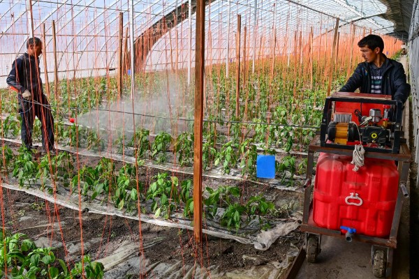 大棚内如何使用除草剂,首先要合理选用除草剂