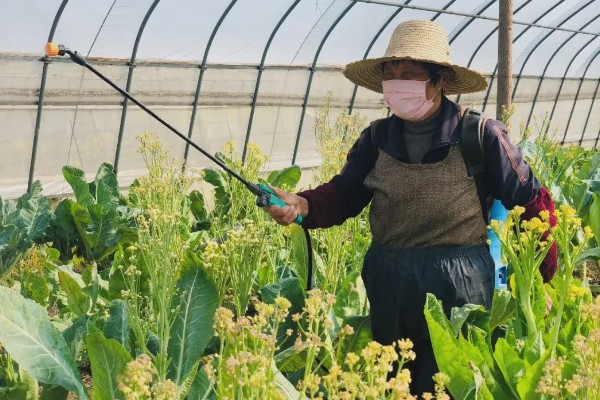 大棚内如何使用除草剂,首先要合理选用除草剂