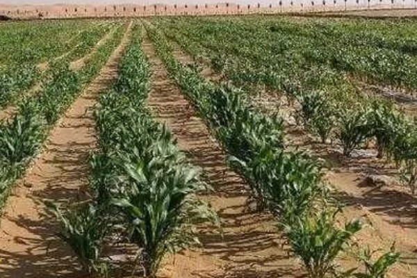 决定土壤质地的主要因素，主要因素是成土母质