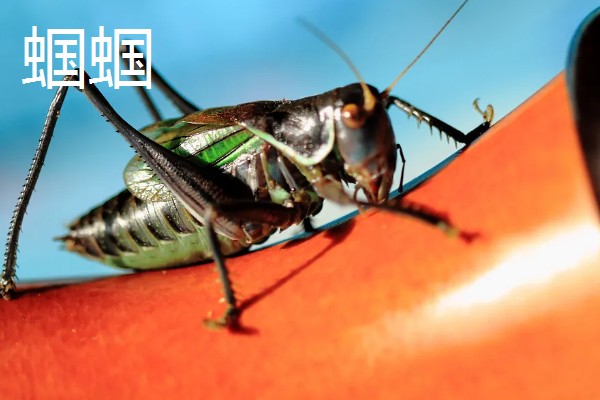 蝗虫和蝈蝈有什么区别,前者属于蝗总科、后者属于螽斯总科