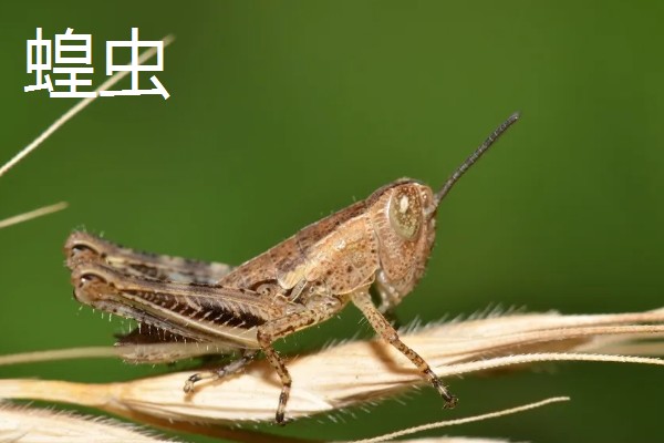 蝗虫和蝈蝈有什么区别,前者属于蝗总科、后者属于螽斯总科