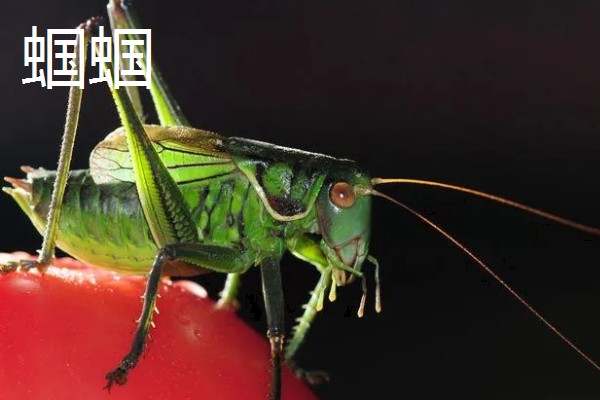 蝗虫和蝈蝈有什么区别,前者属于蝗总科、后者属于螽斯总科