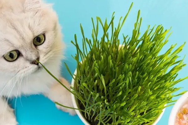 猫什么时候才能吃猫草，没有严格的时间限制