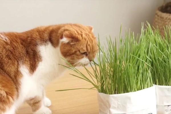 猫什么时候才能吃猫草，没有严格的时间限制