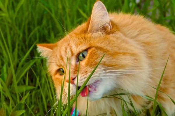 猫什么时候才能吃猫草，没有严格的时间限制
