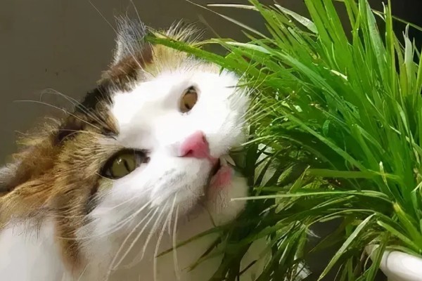 猫什么时候才能吃猫草，没有严格的时间限制
