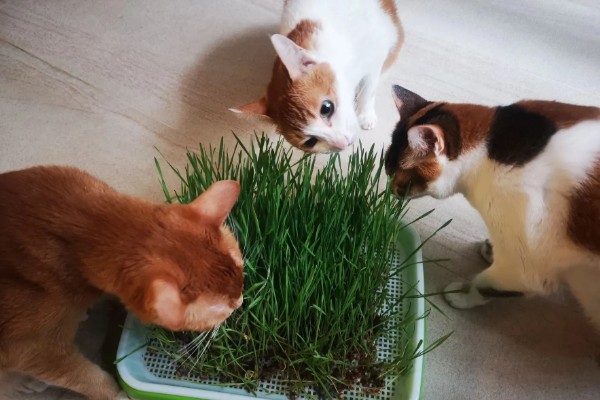 猫什么时候才能吃猫草，没有严格的时间限制