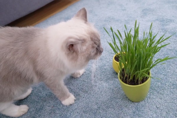 猫什么时候才能吃猫草，没有严格的时间限制