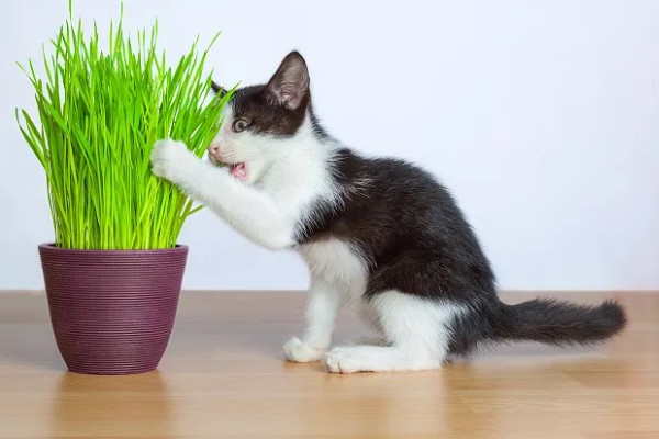 猫什么时候才能吃猫草，没有严格的时间限制