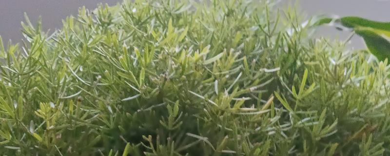 天门冬的修剪方法，将病枯枝、发育不良的枝条摘除