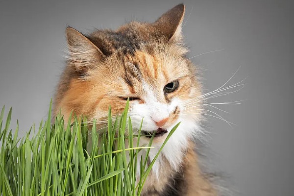 猫什么时候才能吃猫草，没有严格的时间限制