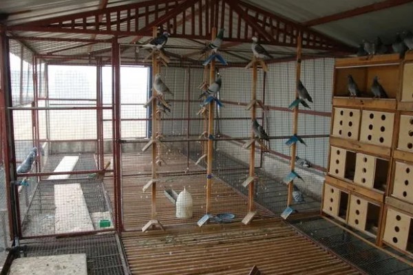 家鸽的饲养方法,重要的是为其搭建一个棚舍