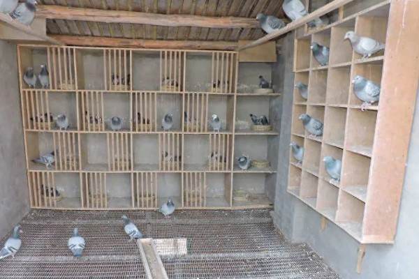家鸽的饲养方法,重要的是为其搭建一个棚舍