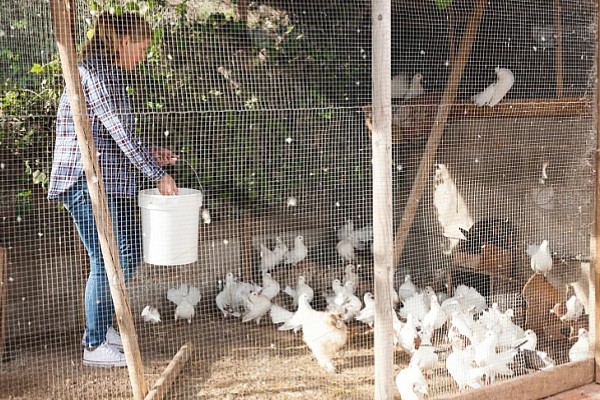 家鸽的饲养方法,重要的是为其搭建一个棚舍