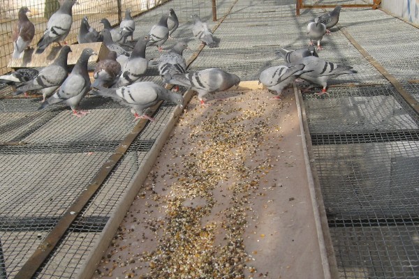 家鸽的饲养方法,重要的是为其搭建一个棚舍