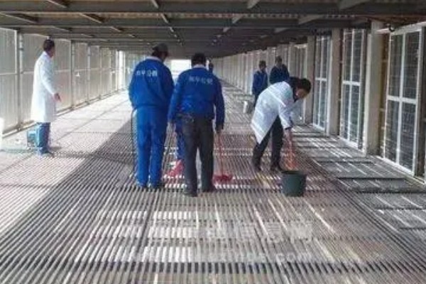 家鸽的饲养方法,重要的是为其搭建一个棚舍