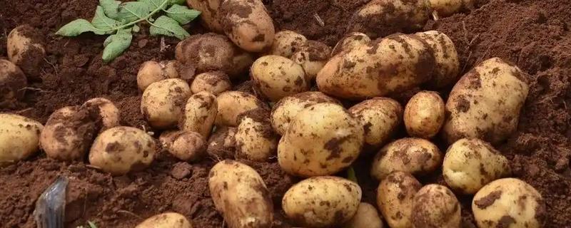 土豆地下害虫如何防治，要禁止使用未腐熟的畜粪