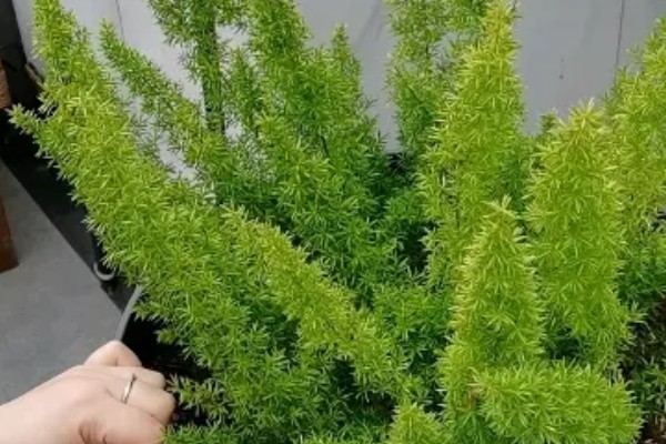 天门冬的修剪方法，将病枯枝、发育不良的枝条摘除