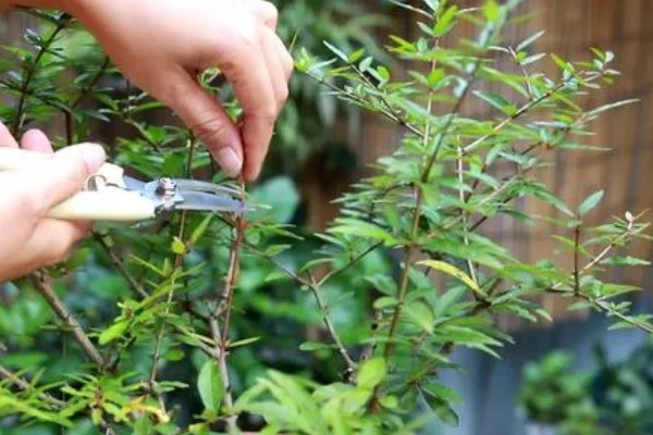 天门冬的修剪方法，将病枯枝、发育不良的枝条摘除