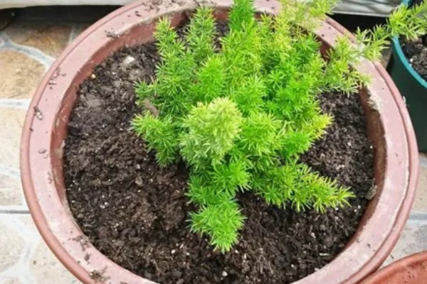 天门冬的修剪方法，将病枯枝、发育不良的枝条摘除