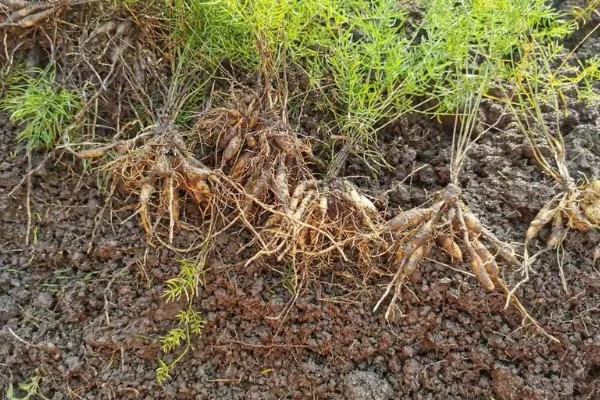 天门冬的修剪方法，将病枯枝、发育不良的枝条摘除