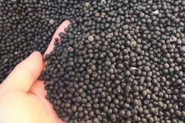 天门冬的修剪方法，将病枯枝、发育不良的枝条摘除