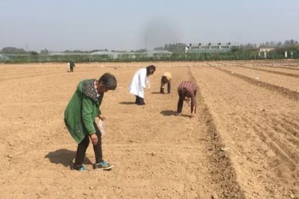 天门冬的修剪方法，将病枯枝、发育不良的枝条摘除